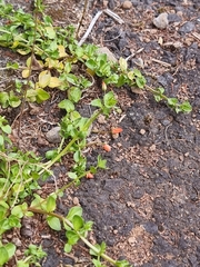 Lysimachia arvensis subsp. arvensis image