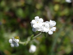 Plagiobothrys nothofulvus