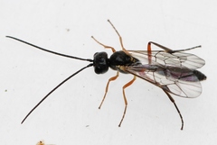 Acrotomus succinctus