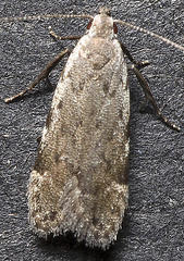 Anacampsis