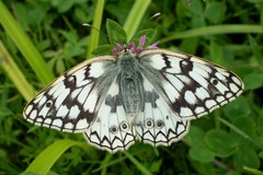 Melanargia russiae