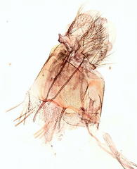 Anacampsis