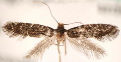 Eudarcia eunitariaeella