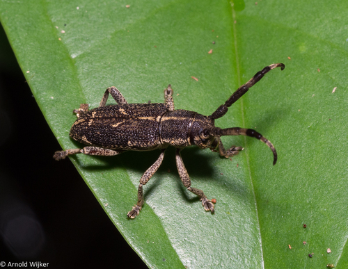 Dymascus