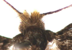 Eudarcia eunitariaeella