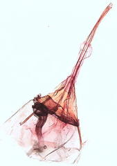 Eudarcia eunitariaeella