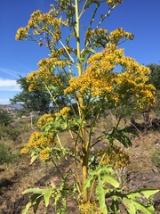 Roldana heracleifolia