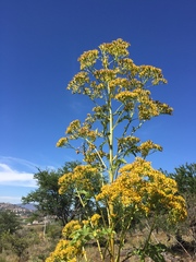 Roldana heracleifolia
