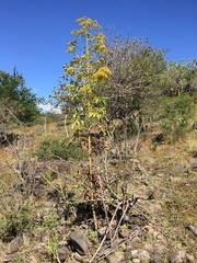 Roldana heracleifolia