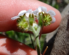 Plagiobothrys nothofulvus