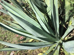 Agave rhodacantha