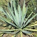 Agave rhodacantha - Photo (c) Ricardo Arredondo T., some rights reserved (CC BY-NC)