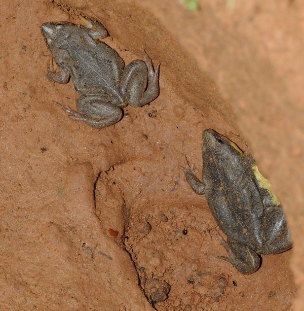 Acre's Oval Frog