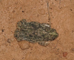 Rhinella major