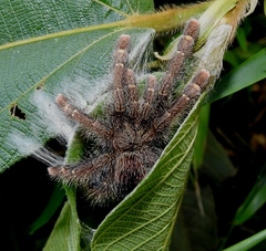 Avicularia rufa