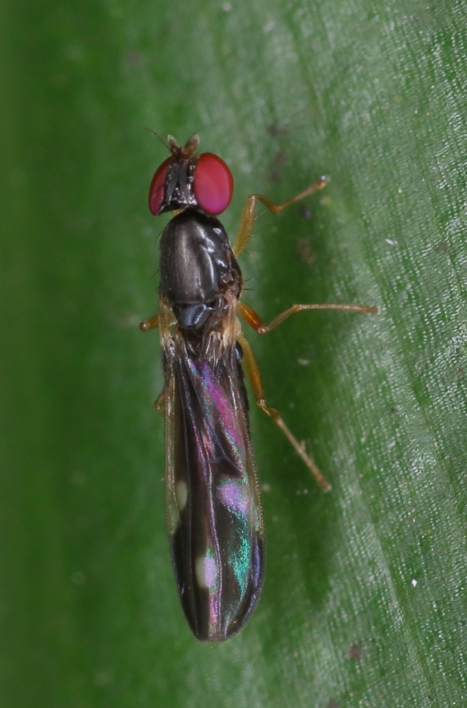 Amygdalops