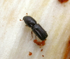 Orthotomicus longicollis