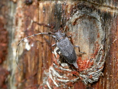 Acanthocinus aedilis