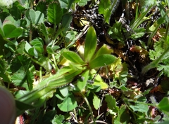 Plagiobothrys nothofulvus