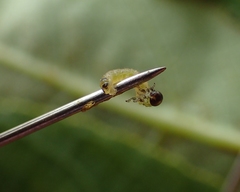 Euura destricta