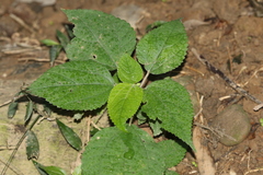 Boehmeria pilosiuscula