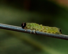 Euura destricta