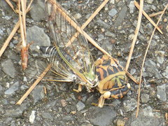 Neotibicen pruinosus