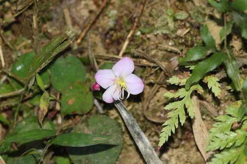 Bredia hirsuta iNat (1)