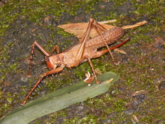 Monocerophora spinosa