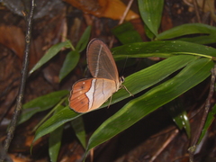 Pierella nereis