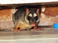 Philander opossum