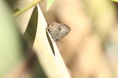 Megisba malaya sikkima