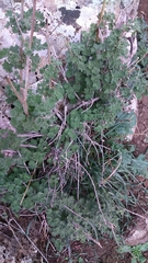Pseudodictamnus undulatus