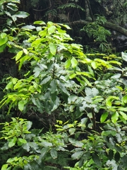 Laurus novocanariensis image