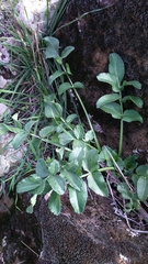 Heptaptera anisoptera