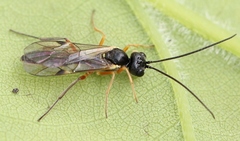 Acrotomus succinctus