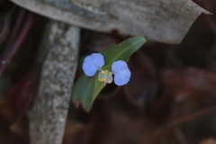 Commelina auriculata