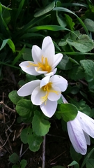Crocus aleppicus
