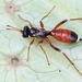 Short-winged Darwin Wasp - Photo (c) Marie Lou Legrand, some rights reserved (CC BY-NC), uploaded by Marie Lou Legrand