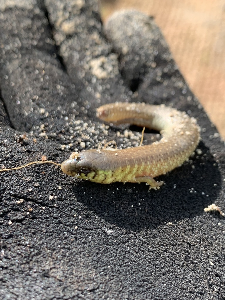 Western Slender Blue-tongue