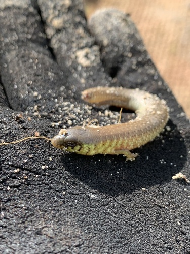 Western Slender Blue-tongue, Cyclodomorphus celatus