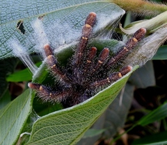 Avicularia rufa