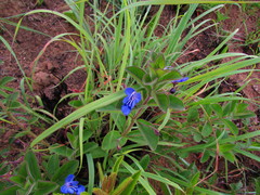 Rotheca
