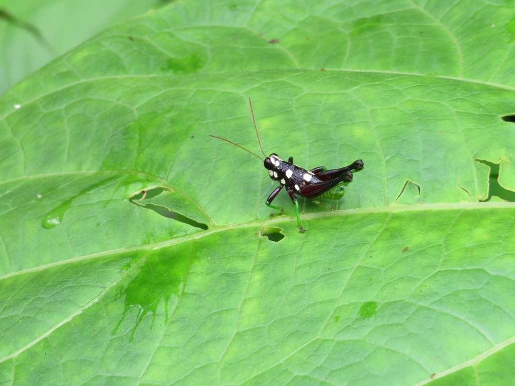 Rhachicreagra magnifica