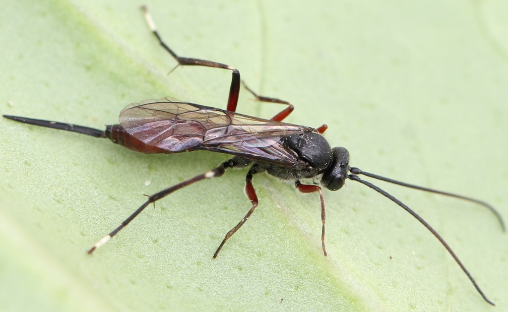 Alloplasta