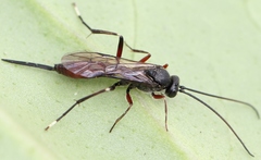 Alloplasta piceator