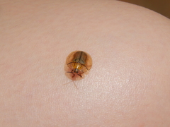 Orexita complanata
