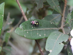 Omophoita octoguttata