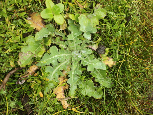 Image of Sonchus kirkii by (c) Joe Dillon, some rights reserved (CC BY)