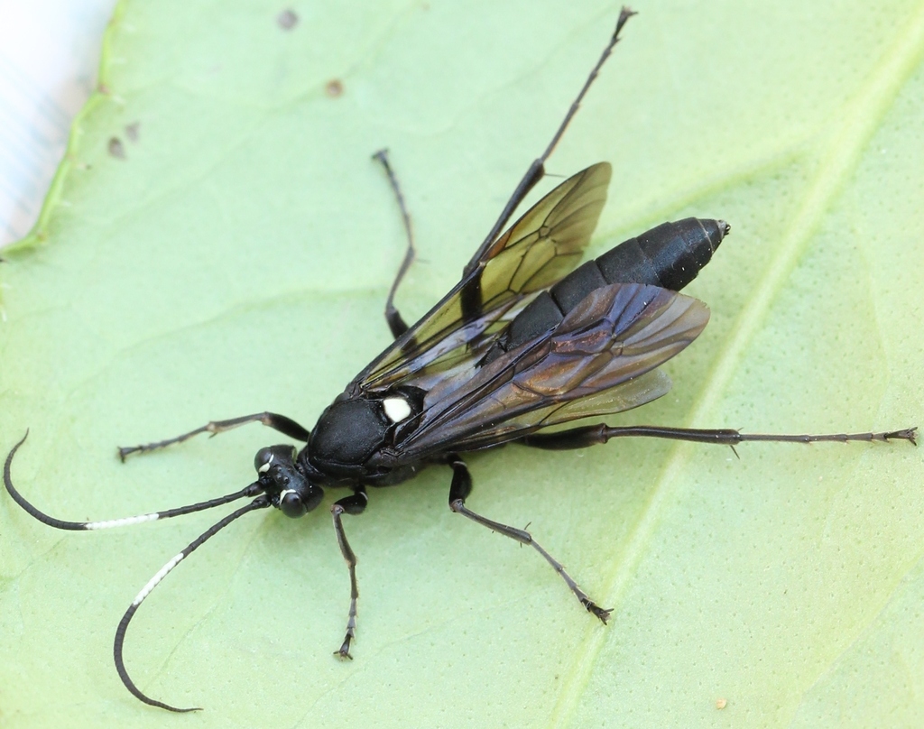 Amblyjoppa proteus